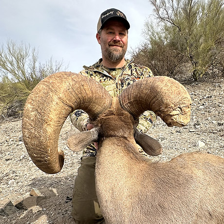 the back of the horns wild sheep being held by a hunter